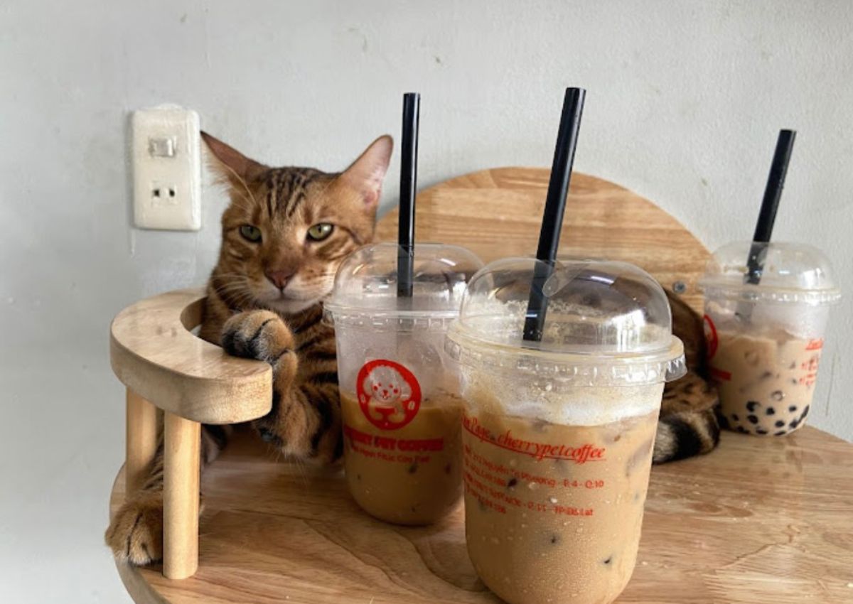 Mèo Bengal tại tầng mèo
