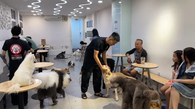 Không gian tầng chó, nhân viên áo Cherry Pet