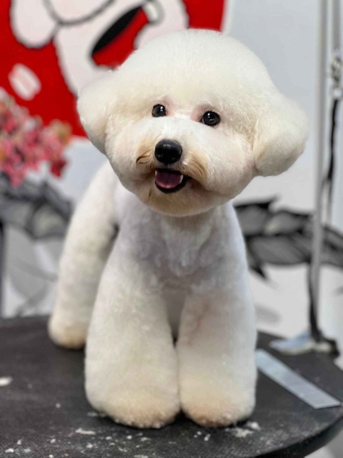 Poodle sau tỉa lông tại khu spa