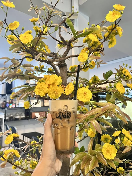 An iced milk coffee in the bearded-man logo cup, held before a yellow apricot tree