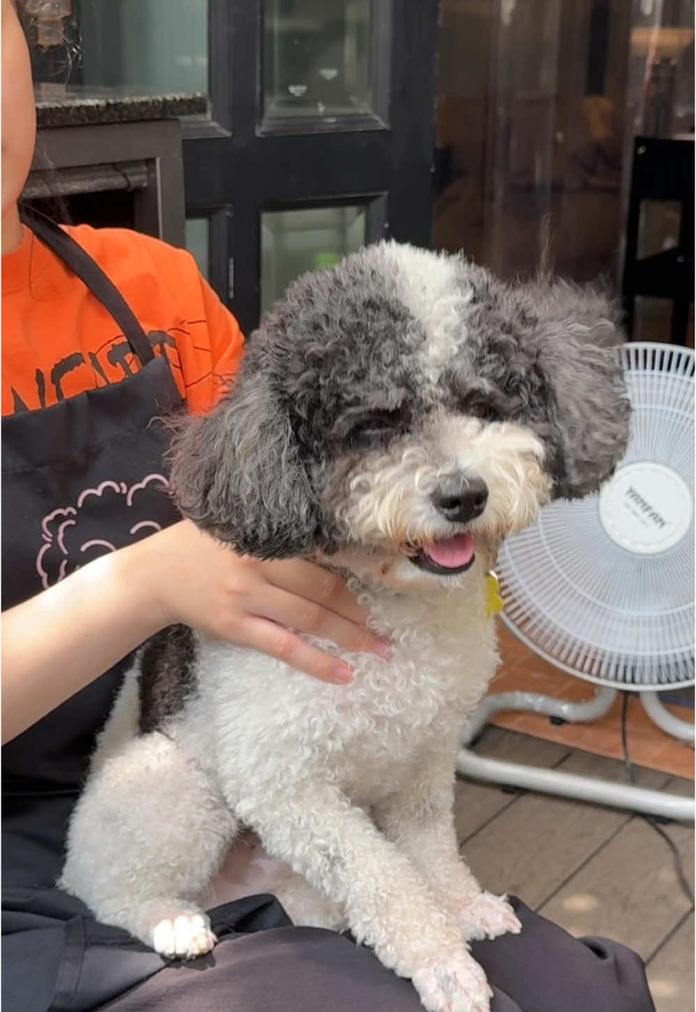 Linh vật poodle cùng nhân viên sobo